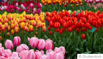 Bulbes de printemps : entretien et conseils pour une belle floraison