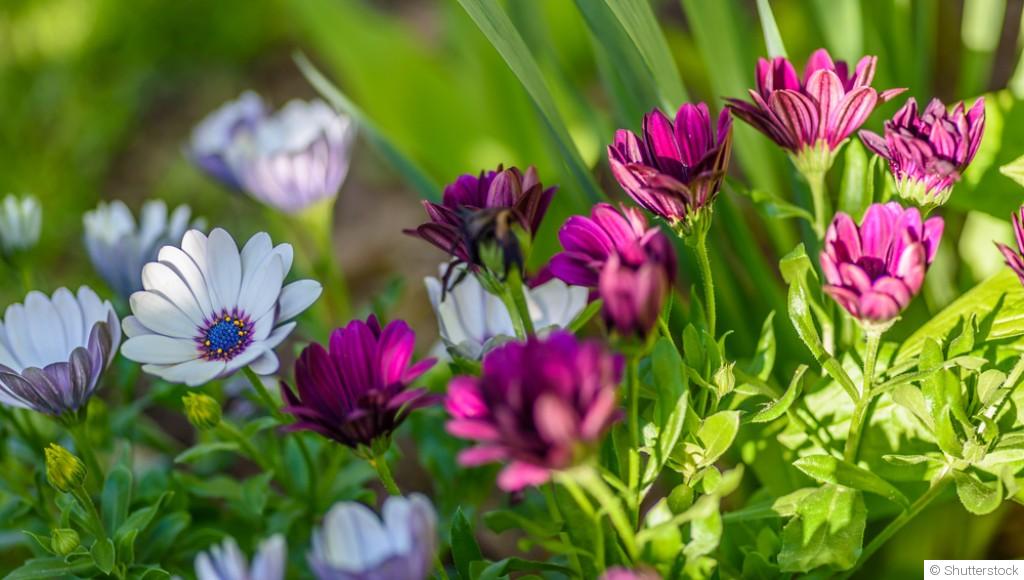 Fleurs vivaces : division et entretien en mars, mode d’emploi
