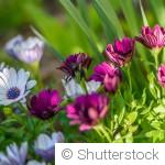 Fleurs vivaces : division et entretien en mars, mode d’emploi