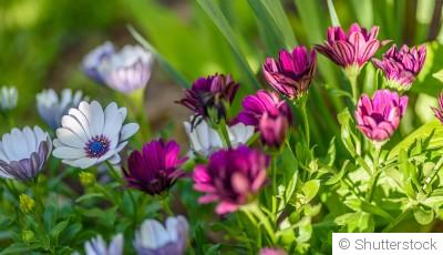 Fleurs vivaces : division et entretien en mars, mode d’emploi