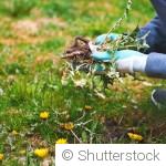 Comment lutter naturellement contre les mauvaises herbes au printemps ?