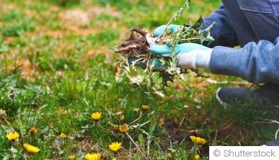Comment lutter naturellement contre les mauvaises herbes au printemps ?