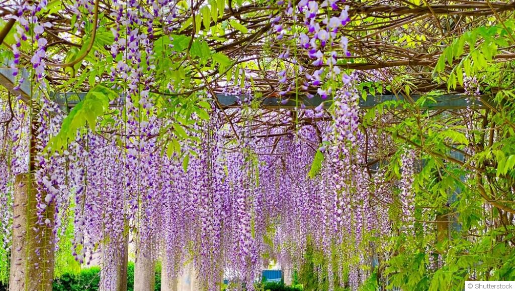 Plantes grimpantes : les installer au printemps pour une belle reprise