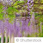 Plantes grimpantes : les installer au printemps pour une belle reprise