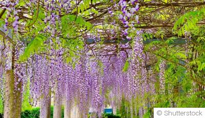 Plantes grimpantes : les installer au printemps pour une belle reprise