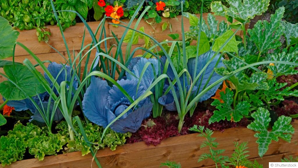 Que semer au potager en avril ? Légumes et aromatiques à privilégier