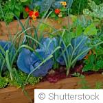 Que semer au potager en avril ? Légumes et aromatiques à privilégier