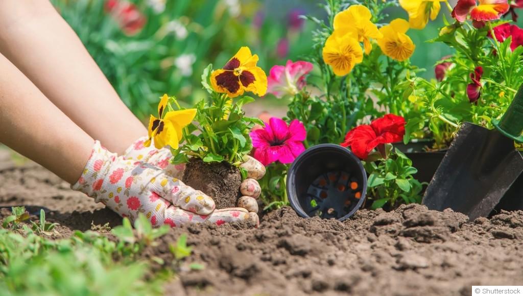 Quelles fleurs planter en mars pour un jardin coloré dès le printemps