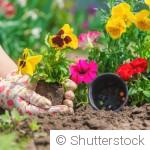 Quelles fleurs planter en mars pour un jardin coloré dès le printemps