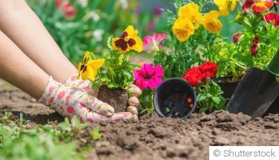 Quelles fleurs planter en mars pour un jardin coloré dès le printemps