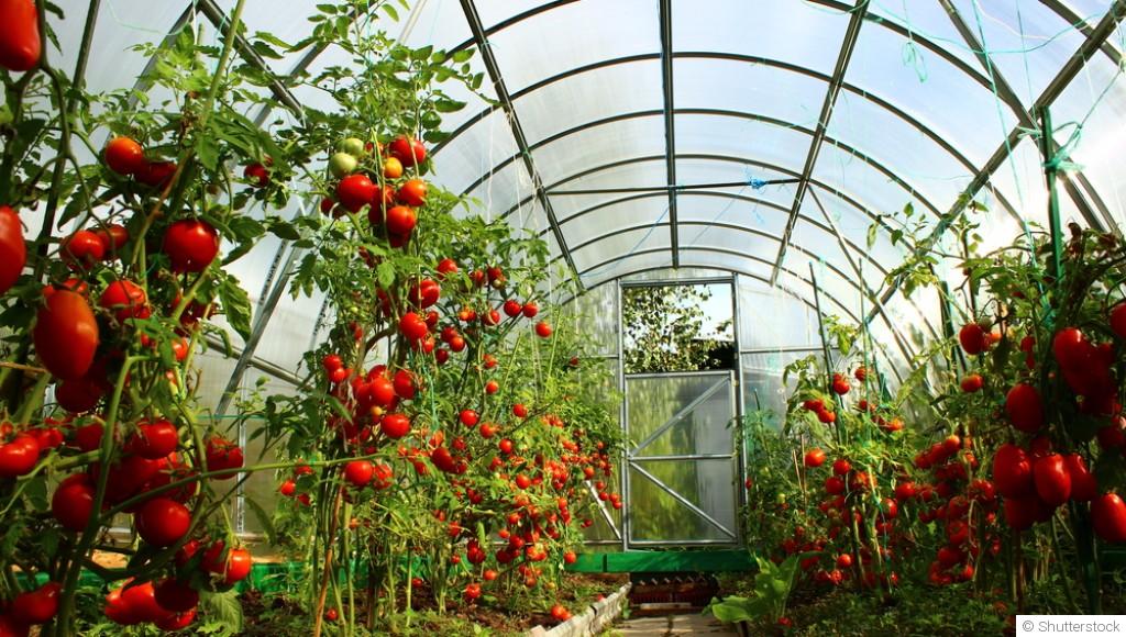 Quels légumes planter sous abri au mois de mars