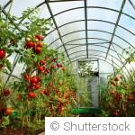 Quels légumes planter sous abri au mois de mars