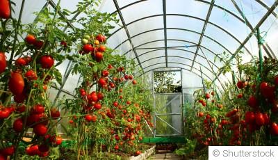 Quels légumes planter sous abri au mois de mars