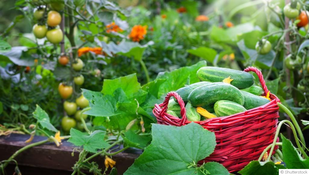 Associer les légumes au potager pour de meilleures récoltes