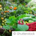 Associer les légumes au potager pour de meilleures récoltes