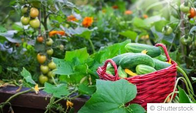 Associer les légumes au potager pour de meilleures récoltes