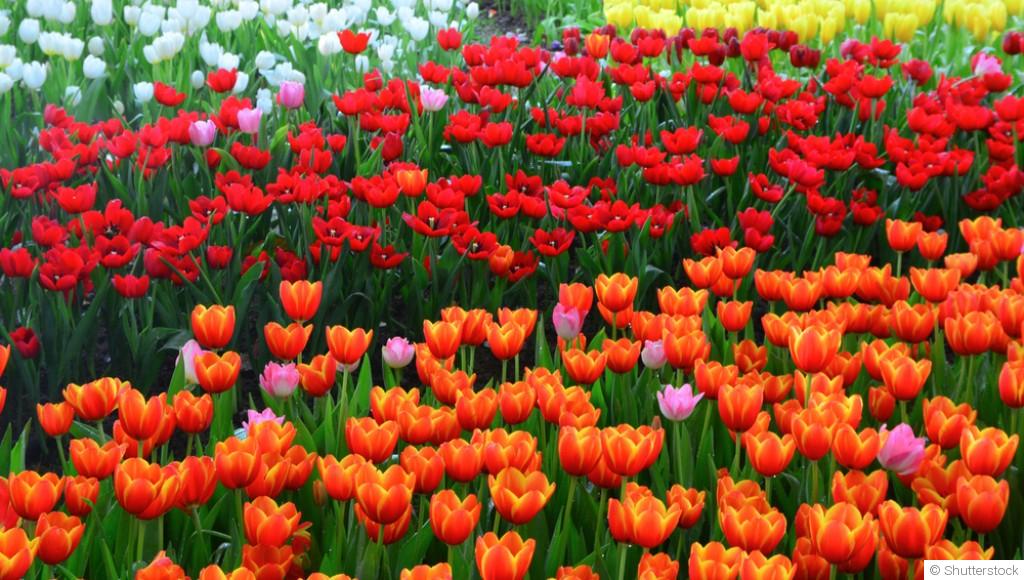 Bulbes de printemps : comment prolonger la floraison au jardin ?