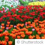 Bulbes de printemps : comment prolonger la floraison au jardin ?