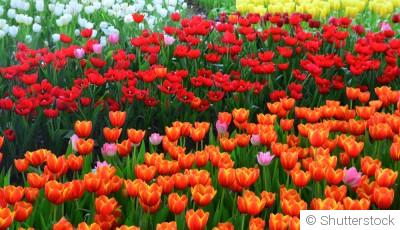 Bulbes de printemps : comment prolonger la floraison au jardin ?