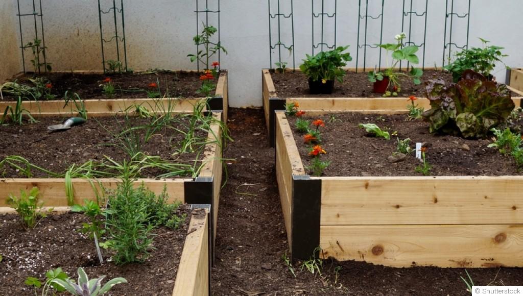 Créer un potager facile pour jardiniers débutants