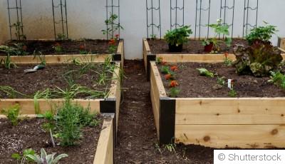 Créer un potager facile pour jardiniers débutants