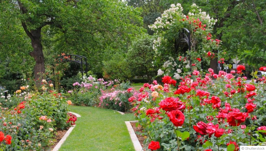 Avril au jardin : entretenir ses rosiers pour une floraison abondante