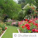 Avril au jardin : entretenir ses rosiers pour une floraison abondante