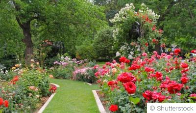 Avril au jardin : entretenir ses rosiers pour une floraison abondante