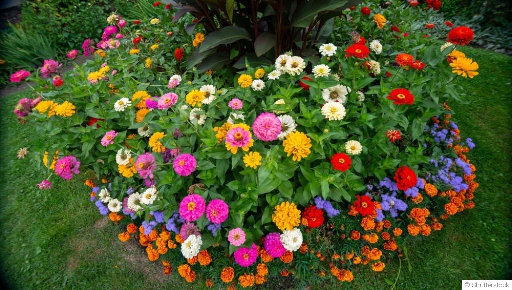 10 fleurs faciles à semer pour un jardin fleuri rapidement