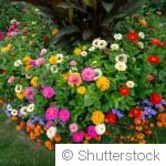 10 fleurs faciles à semer pour un jardin fleuri rapidement