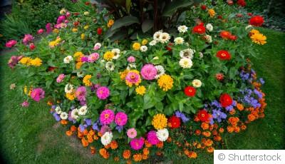 10 fleurs faciles à semer pour un jardin fleuri rapidement