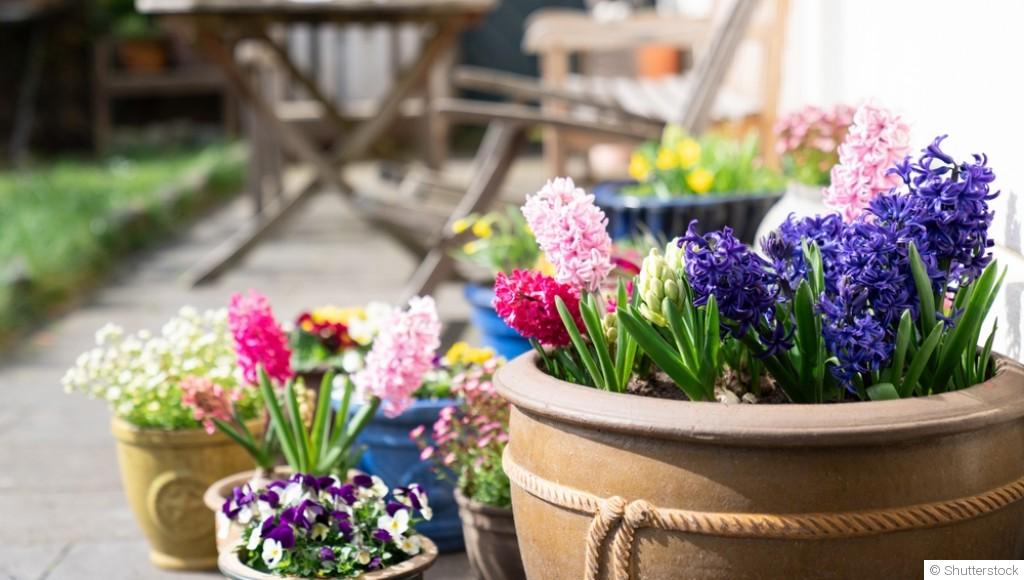 En mars, le jardin se réveille : voici tout ce que vous pouvez déjà planter