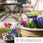 En mars, le jardin se réveille : voici tout ce que vous pouvez déjà planter