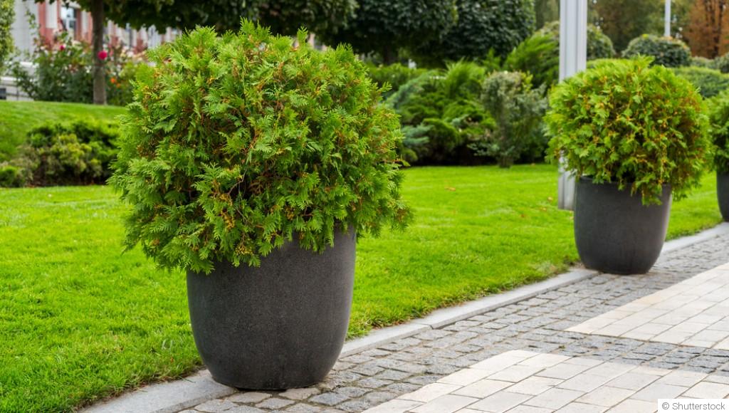 Quelles plantes installer au jardin ou sur la terrasse au printemps ?