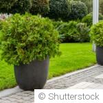 Quelles plantes installer au jardin ou sur la terrasse au printemps ?