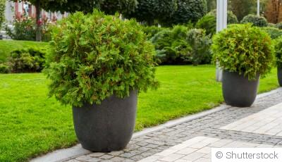 Quelles plantes installer au jardin ou sur la terrasse au printemps ?
