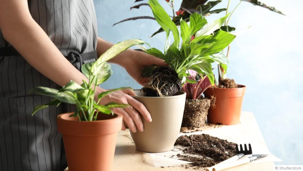 Rempoter ses plantes : quand et comment le faire correctement ?