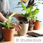 Rempoter ses plantes : quand et comment le faire correctement ?