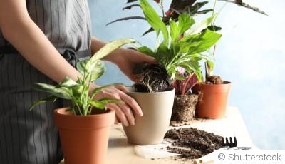 Rempoter ses plantes : quand et comment le faire correctement ?