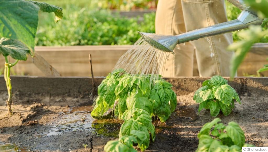 Arrosage en juin : quand et comment bien arroser son jardin ?