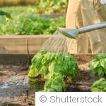 Arrosage en juin : quand et comment bien arroser son jardin ?