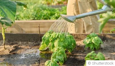 Arrosage en juin : quand et comment bien arroser son jardin ?