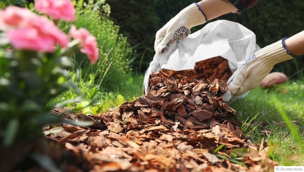 Canicule au jardin : comment protéger vos plantes efficacement