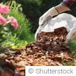 Canicule au jardin : comment protéger vos plantes efficacement
