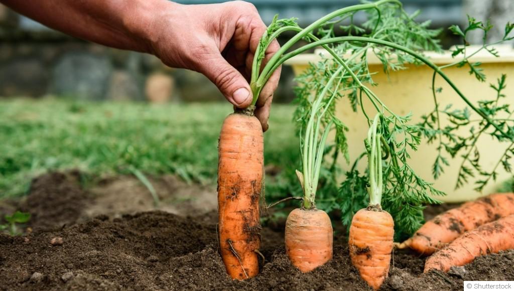 Que planter au potager pour des récoltes abondantes cet été