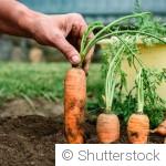 Que planter au potager pour des récoltes abondantes cet été
