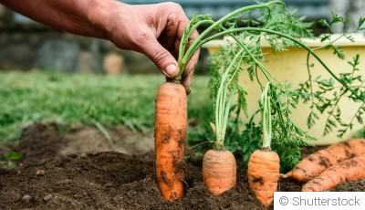 Que planter au potager pour des récoltes abondantes cet été
