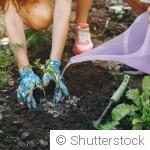 Comment économiser l’eau au jardin efficacement