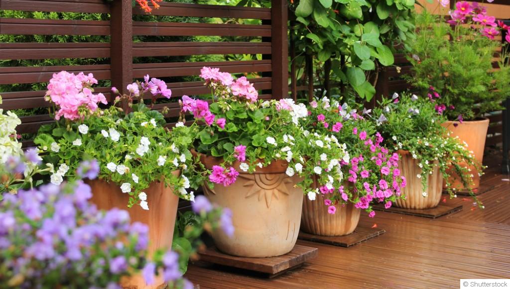 Quelles plantes planter en juin pour un extérieur verdoyant ?