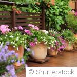 Quelles plantes planter en juin pour un extérieur verdoyant ?